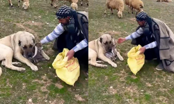 Sivas Kangalı Merhametiyle Kuzuya Kendi Yavrusu Gibi Baktı!