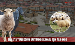 Sivas'ta yerli koyun üretiminde Kangal açık ara önde