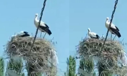 Köy Yolunda Rastladığı Manzara Sivaslı Vatandaşı Yıllar Öncesine Götürdü!