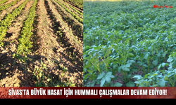 Sivas'ta Büyük Hasat İçin Hummalı Çalışmalar Devam Ediyor!