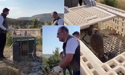Sivas'ta kerkenez yavruları tedavi edildi