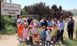 Sivas'ta minikler serada çilek hasadı yaptı