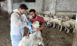 Sivas'ta küçükbaş hayvanlara sağlık kontrolü