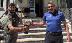 Sivas'ta yaralı kartalı polisler buldu