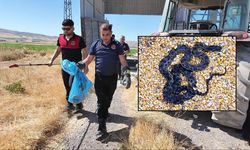 Sivas'ta mısır silosundan yılan çıktı!
