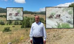 Sivas Doğanşar'da ayı ailesi dikkat çekti
