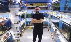 Sivas'ta egzotik akvaryum balıklarına ilgi arttı