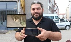 Sivas yaban hayatıyla başbaşa, karşımıza bu sefer tilki çıktı