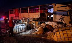 Sivas-Erzincan yolunda tırlar çarpıştı, hayvanlar yollara savruldu!