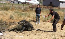 Sivas'ta ahırdan kaçan boğa mahalleyi birbirine kattı