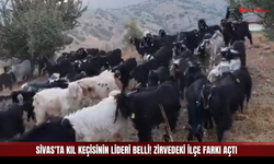 Sivas'ta kıl keçisinin lideri belli! Zirvedeki ilçe farkı açtı