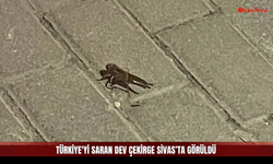 Dev Çekirgeler Sivas'ı da Sarmaya Başladı