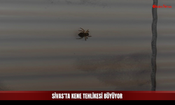 Sivas'ta Kene Kırsaldan Çıktı, İş Yerinin Duvarına Yerleşti
