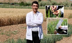 Sivas'ta o üniversite arpa ve yulafta ıslah çalışması yapıyor