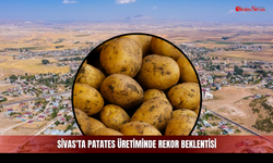 Sivas'ta patates üretiminde rekor beklentisi