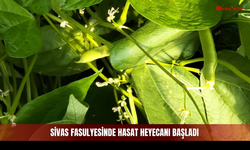 Sivas fasulyesinde hasat heyecanı başladı