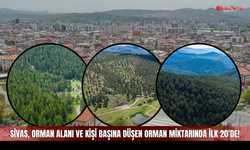 Sivas, Orman Alanı ve Kişi Başına Düşen Orman Miktarında İlk 20'de!