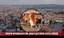 Sivas'ın hayvancılıkta öne çıkan ilçesi rekor sayıyla zirvede