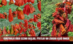 Sivas’ta kurutmalık biber sezonu başladı, fiyatlar 100 liradan aşağı inmedi