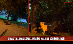 Sivas'ta Sokak Köpekleri sürü Halinde Görüntülendi!