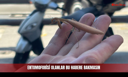 Şehir Merkezinde Ortaya Çıktı! Ağır Hareketleri Dikkat Çekti!