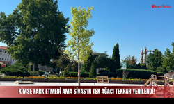 Kimse Fark Etmedi Ama Sivas'ın Tek Ağacı Tekrar Yenilendi!