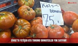 Sivas’ta Yetişen Ata Tohumu Domatesler Yok Satıyor!