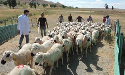 Sivas'ta küçükbaş hayvancılıkta önemli gelişmeler