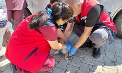 Gürün Gökçeyazı Köyü’nde Epidemiyolojik Çalışma