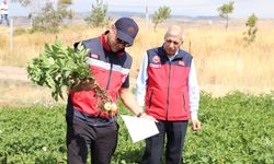 Sivas'ta patates ekili alanlarda saha incelemesi