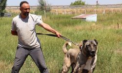 Sivas'ta Bozkırın Aslanları boy gösterecek