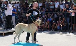 Sivas'ta Kangal Köpekleri güzellik için yarıştı!
