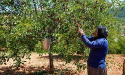 Vişnede hasat başladı