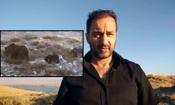 Sivas'ın doğal hayatında gülümseten anlar