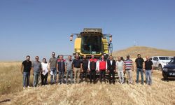 Sivas’ta 5 farklı buğday çeşidi ilk kez hasat edildi