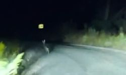 Sivas’ta yola çıkan tavşanın kaçış anları kamerada