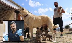 Sivas Kangal Köpeği 11 yavrusunu suni elde etti