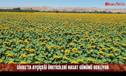 Sivas’ta ayçiçeği üreticileri hasat gününü bekliyor