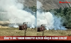 Sivas’ta anız yangını korkuttu! Alevler ağaçlık alana ilerledi!