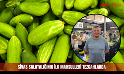 Sivas salatalığının ilk mahsulleri tezgahlarda