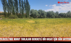 Yıldızeli’nde nohut tarlaları bereketli bir hasat için gün sayıyor