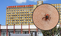 Sivas’ta Kene Bir Can Daha Aldı!