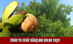 Sivas’ta Ceviz Ağaçları Doldu Taştı