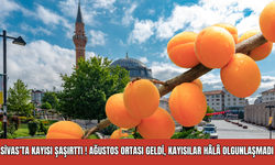 Sivas’ta Kayısı Şaşırttı! Ağustos Ortası Geldi, Kayısılar Hâlâ Olgunlaşmadı