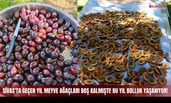 Sivas'ta Geçen Yıl Meyve Ağaçları Boş Kalmıştı! Bu Yıl Bolluk Yaşanıyor!