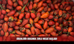 Dikenlerin Arasında Zorlu Mesai Başladı!