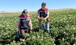 Sivas'ta patates hasat öncesi kontrol