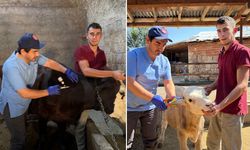 Sivas'ta Şap Aşılama Kampanyası başladı