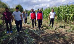 Sivas'ta silajlık mısır hasadında bereket