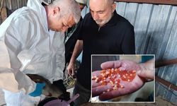 Sivas Tarım Müdürü alabalık sağımı yaptı